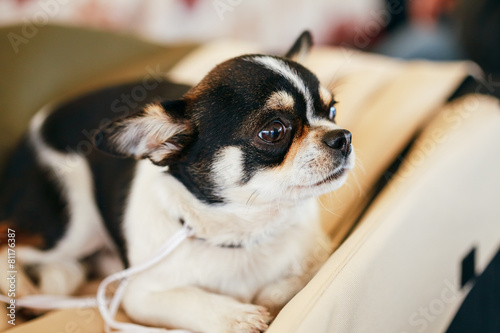 Fototapeta Naklejka Na Ścianę i Meble -  Chihuahua dog close up portrait