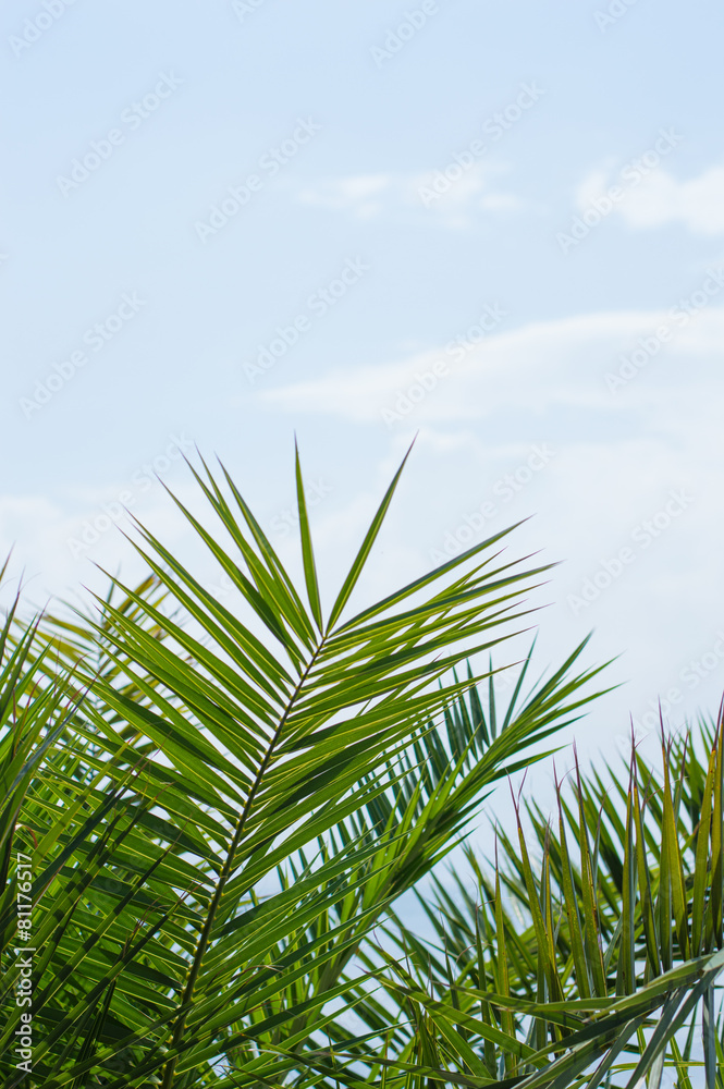 Leaves of palm tree