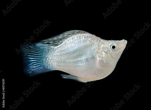 Balloon Silver Molly fish on black