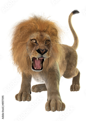 Fototapeta Naklejka Na Ścianę i Meble -  Male Lion