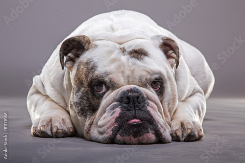 Bulldog inglese primo piano frontale © makis7