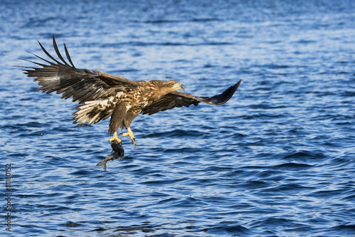 White-tailed eagle catching fish in Norwegian bay.
