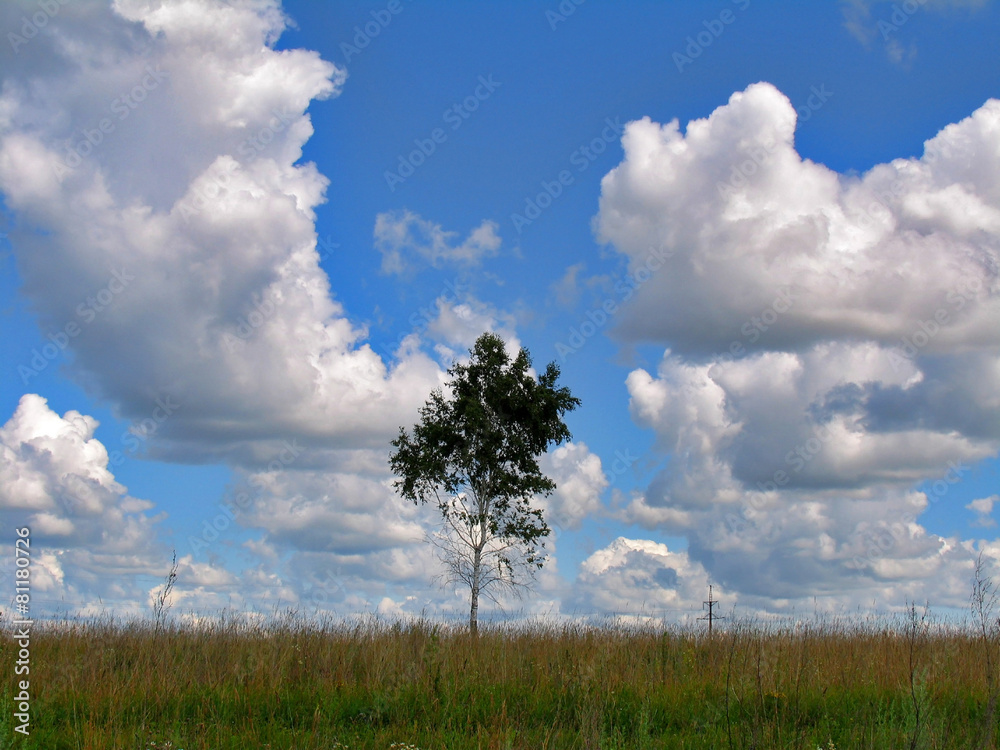 Obraz premium Birch on the field