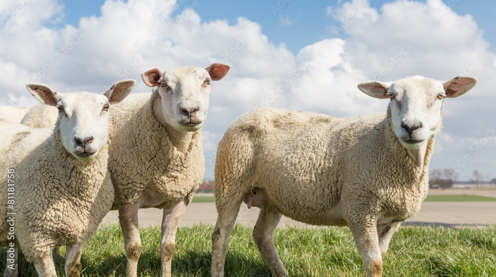 Sheep at sunny day in spring on top of a Dutch dike