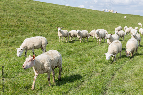 Flock of sheep grazing along a Dutch dike