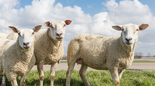 Fototapeta Naklejka Na Ścianę i Meble -  Sheep at sunny day in spring on top of a Dutch dike