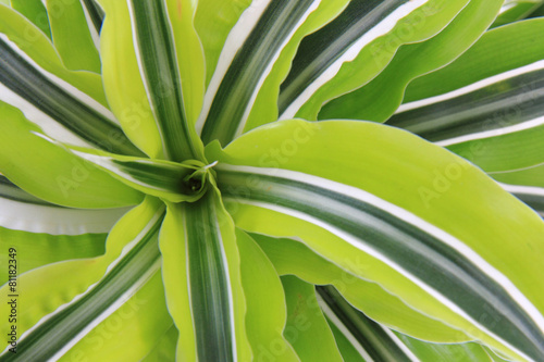 dracaena plat photo