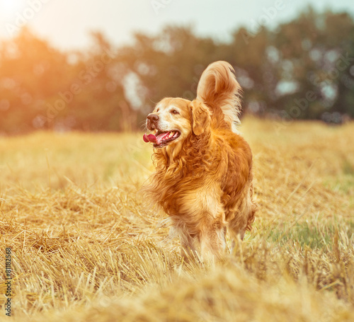 Photography Golden Retriever in the straw