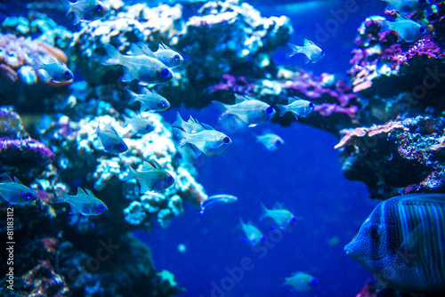 Colorful fish in aquarium © tan4ikk