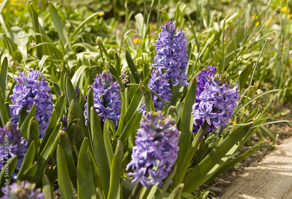 Fototapeta premium Blue hyacinth