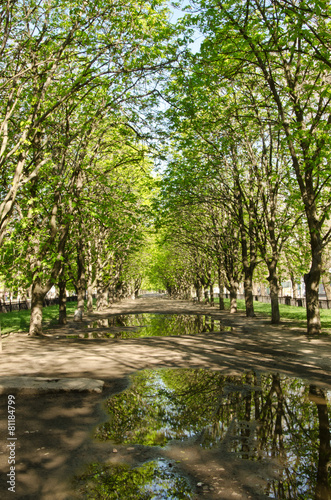 beautiful trees reflected in a puddle