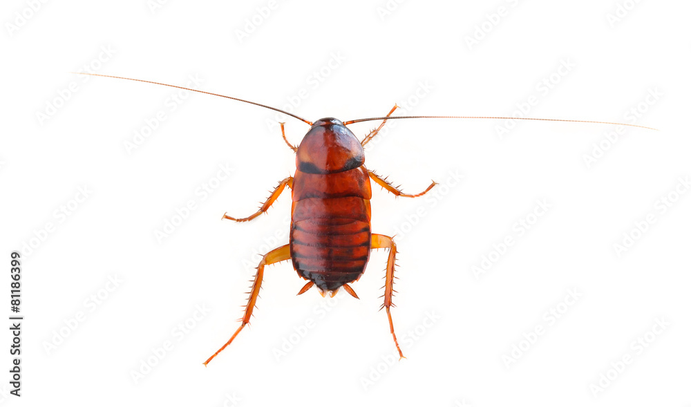 cockroach isolated cockroach isolated