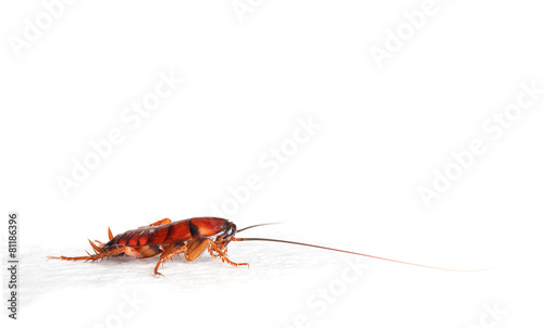 cockroach isolated © joey333