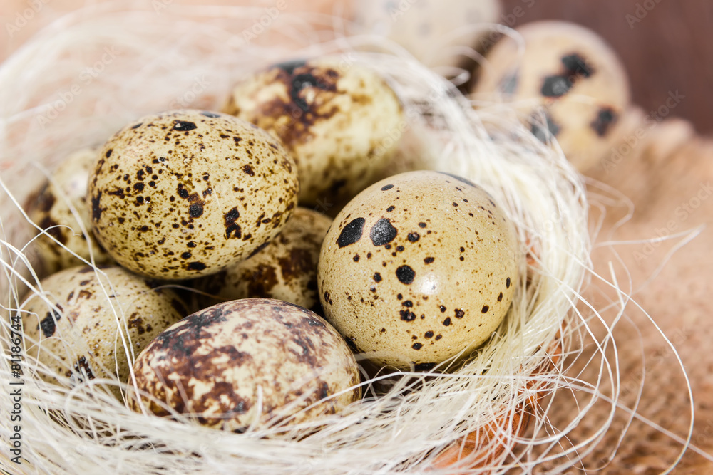 Obraz premium Fresh quail eggs