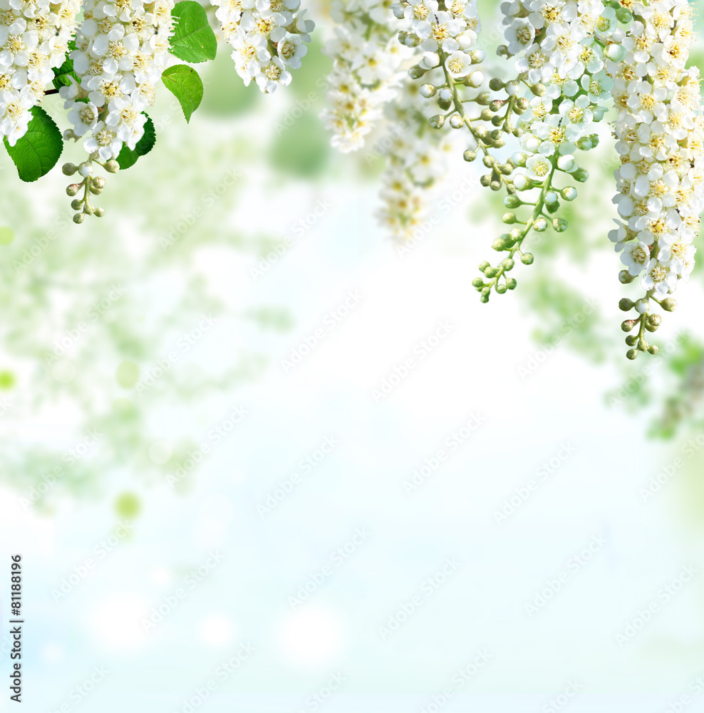 Spring blossom background Spring blossom background