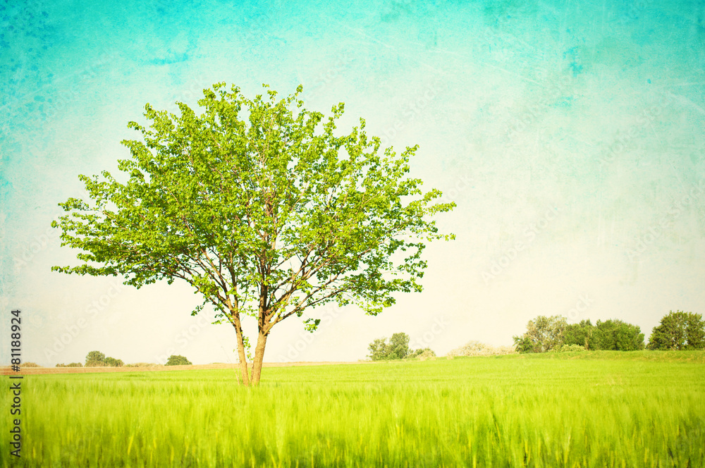 Fototapeta premium Grunge meadow