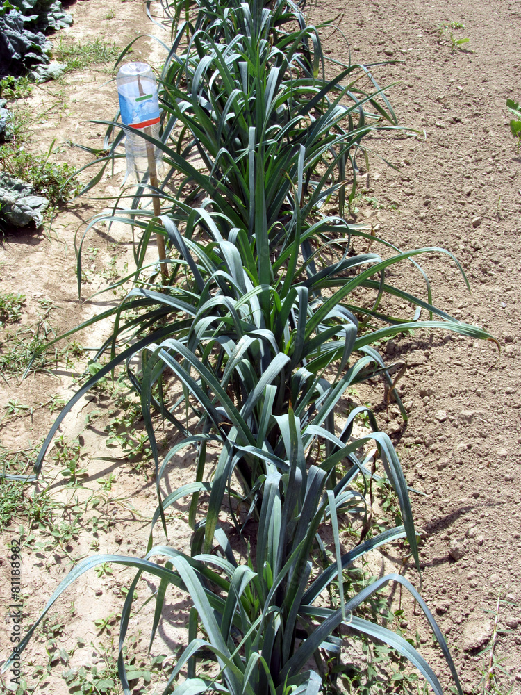 Obraz premium Array of onion plants