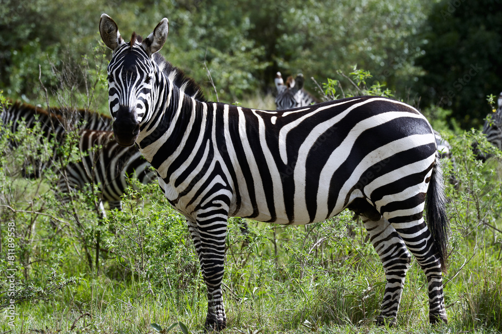Zebra in the Masai Mara National Park (Africa) Zebra in the Masai Mara National Park (Africa)