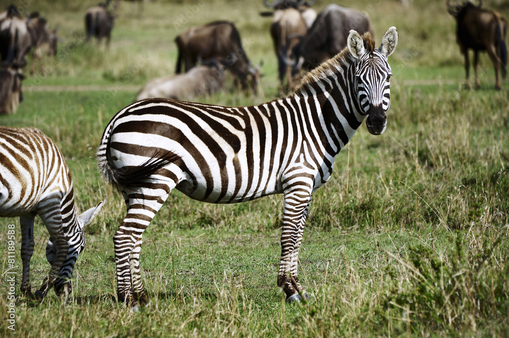 Zebra in the Masai Mara National Park (Africa) Zebra in the Masai Mara National Park (Africa)