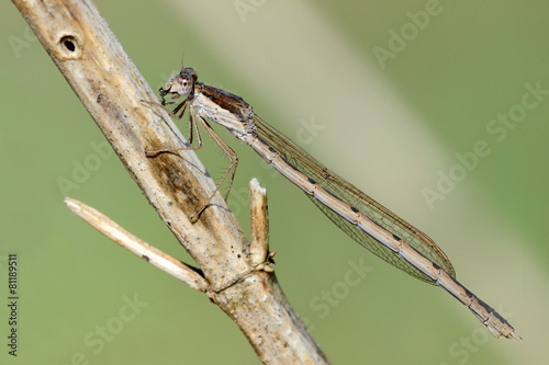 Sympecma fusca, female photo