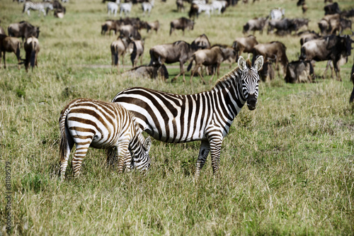 Zebra in the Masai Mara National Park  Africa 