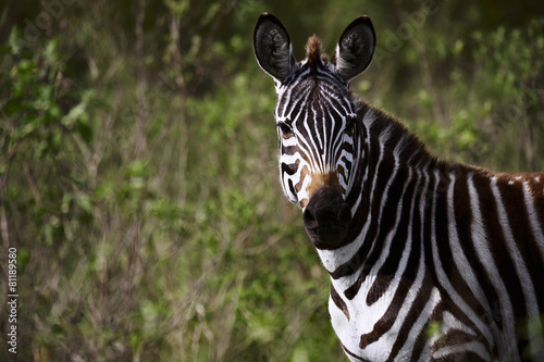 Zebra in the Masai Mara National Park  Africa 