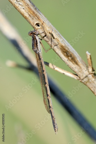 Sympecma fusca, female photo