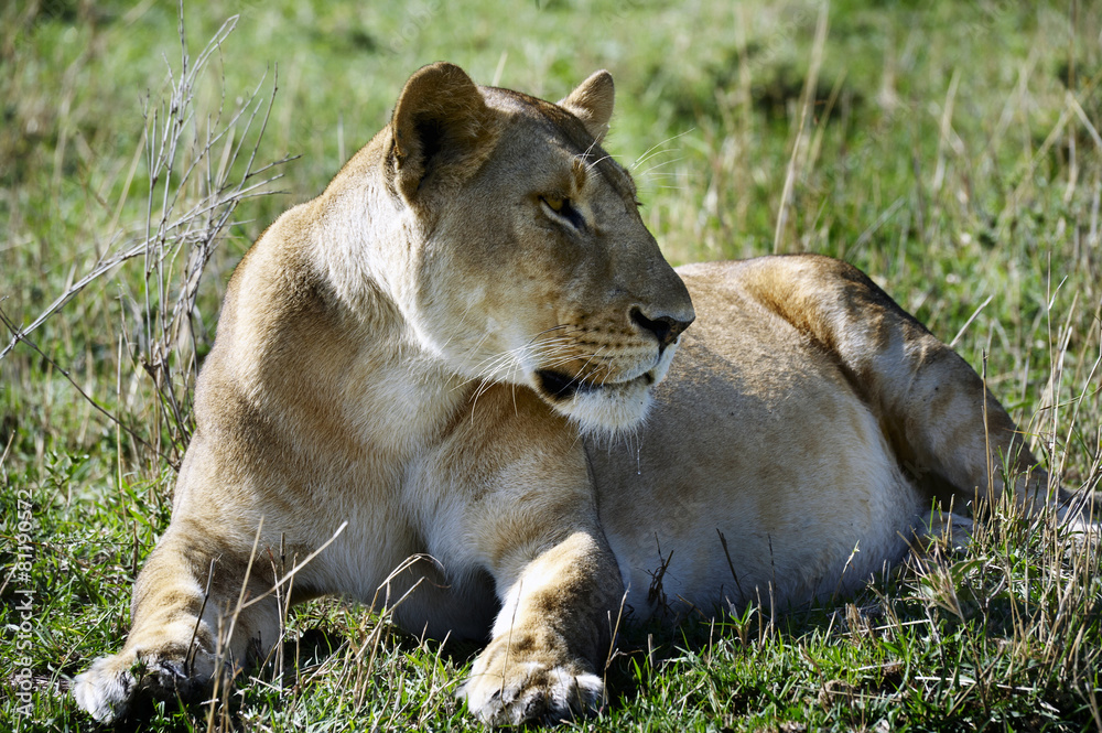 Fototapeta premium Leone, lying on the Masai Mara