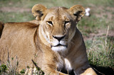 Leone, lying on the Masai Mara