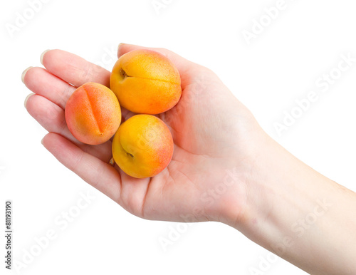 a lot of ripe apricots