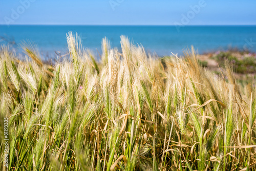 Sardegna  Marina di Arborea  vicino a Oristano