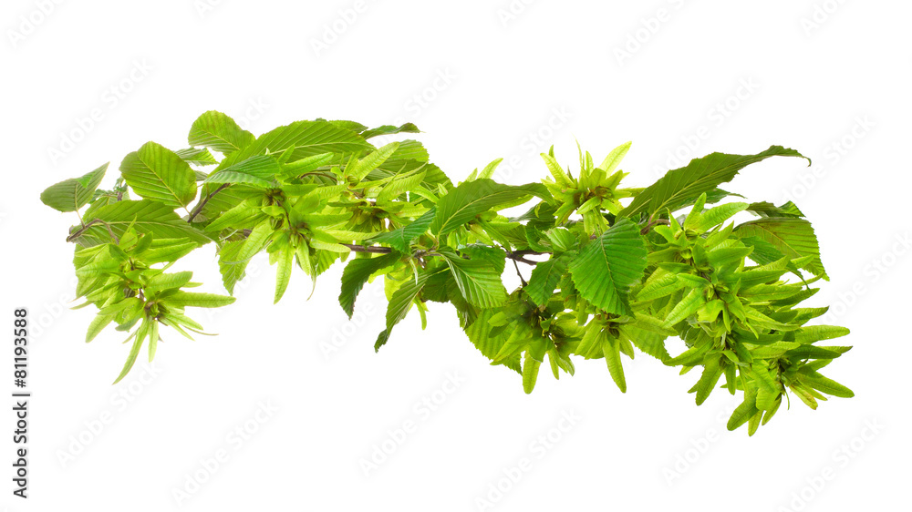 Obraz premium leaves