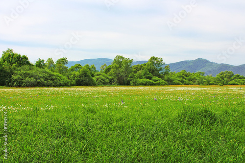 Valley of Narcissi in Khust, Ukraine