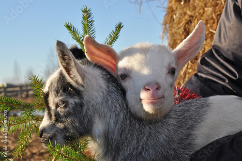 Christmas goats