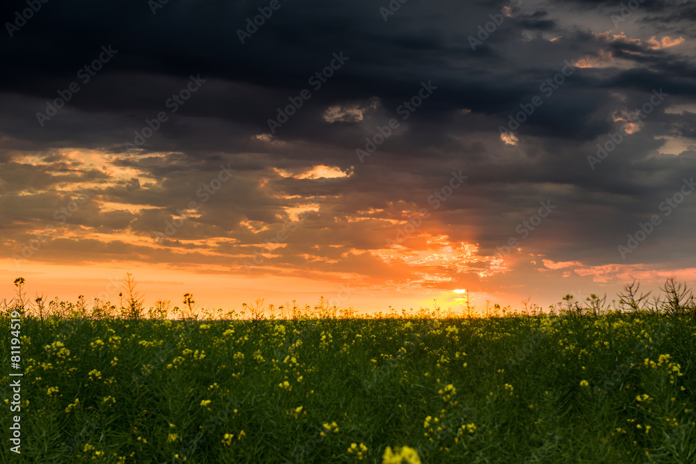 sunset in yellow rapeseed field