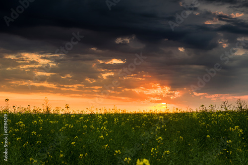 sunset in yellow rapeseed field