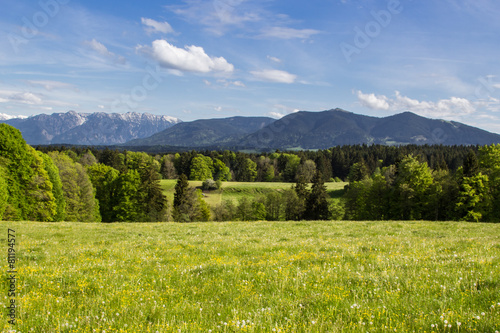 Ein Blauwei  er Himmel   ber einer saftig  gr  nen Wiese