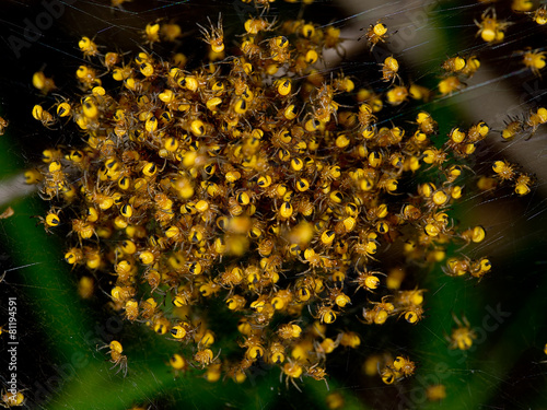 Orbweaver spiderlings, hatchings from the genus Araneus.