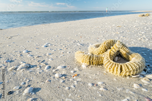 Lighting Whelk Egg Case on the Beach