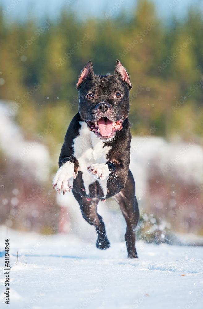 American staffordshire terrier dog running in winter