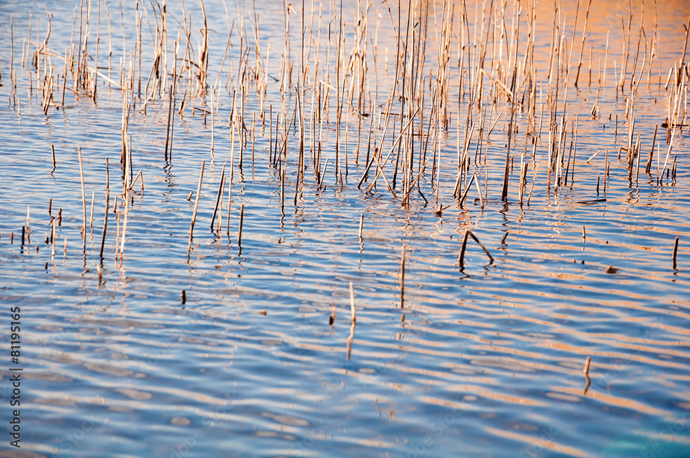 Obraz premium Reeds backgorund on the sea shore on sunset