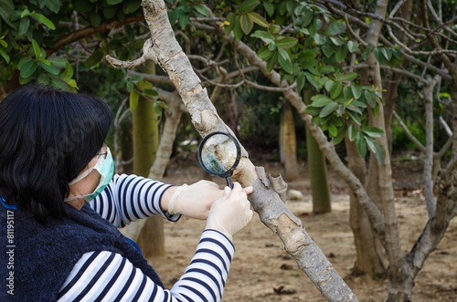 Masked pomologist checking trunk of fig tree photo