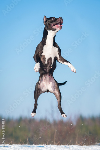 American staffordshire terrier dog jumping in the air