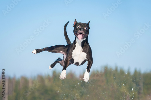 Funny amstaff dog with crazy eyes flying in the air