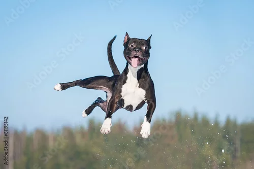 Fototapeta Funny amstaff dog with crazy eyes flying in the air
