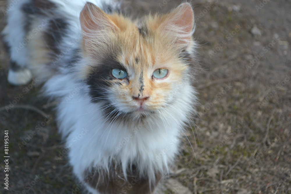 кошка трехцветная портрет