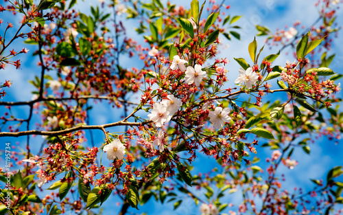 Kirschblüte