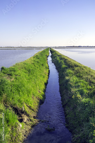 Paddy field in springtime. Color image