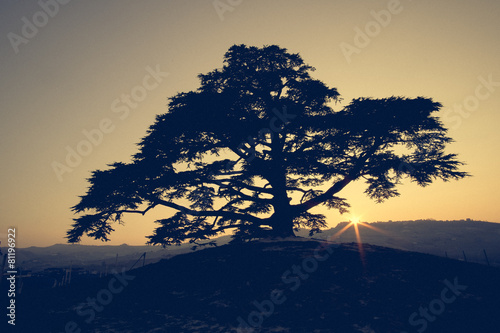 Cedro del Libano al tramonto photo