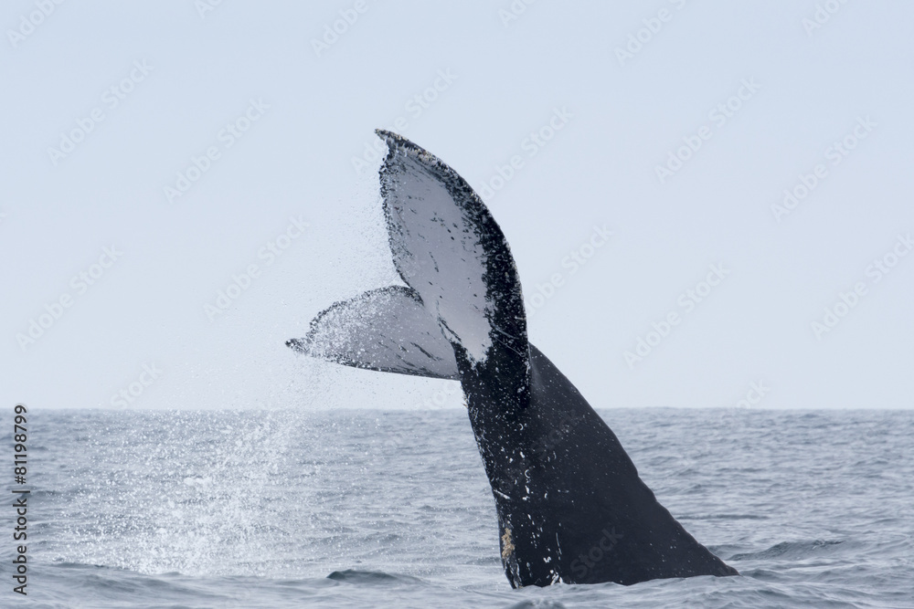 Fototapeta premium Humpback Whale in Puerto Lopez, Ecuador